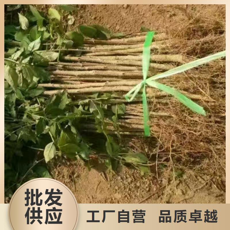 【花椒苗】-核桃苗质检严格放心品质-服务区域包括屏南|寿宁|福州|漳州|厦门|龙岩|莆田|泉州|南平等-产品视频