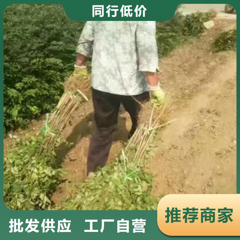 花椒苗-山楂苗品质保障售后无忧