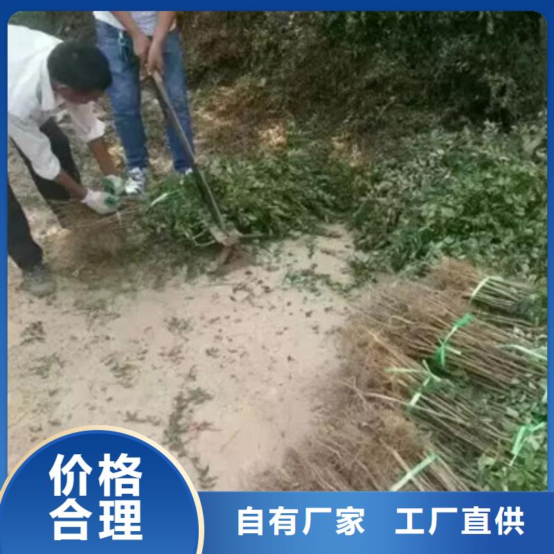 花椒苗-山楂苗品质保障售后无忧