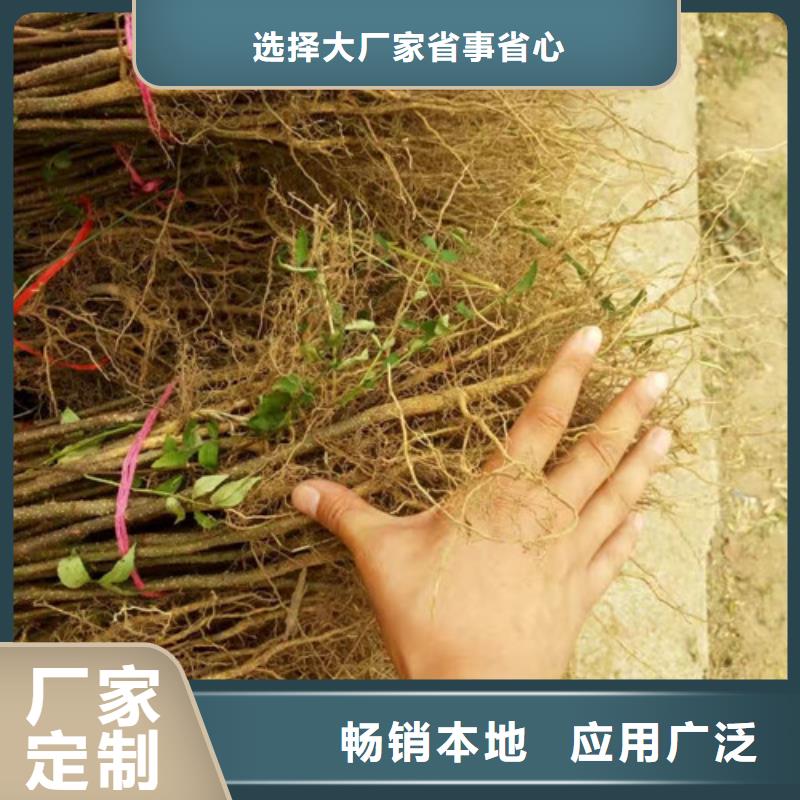 花椒苗蓝莓苗种类丰富