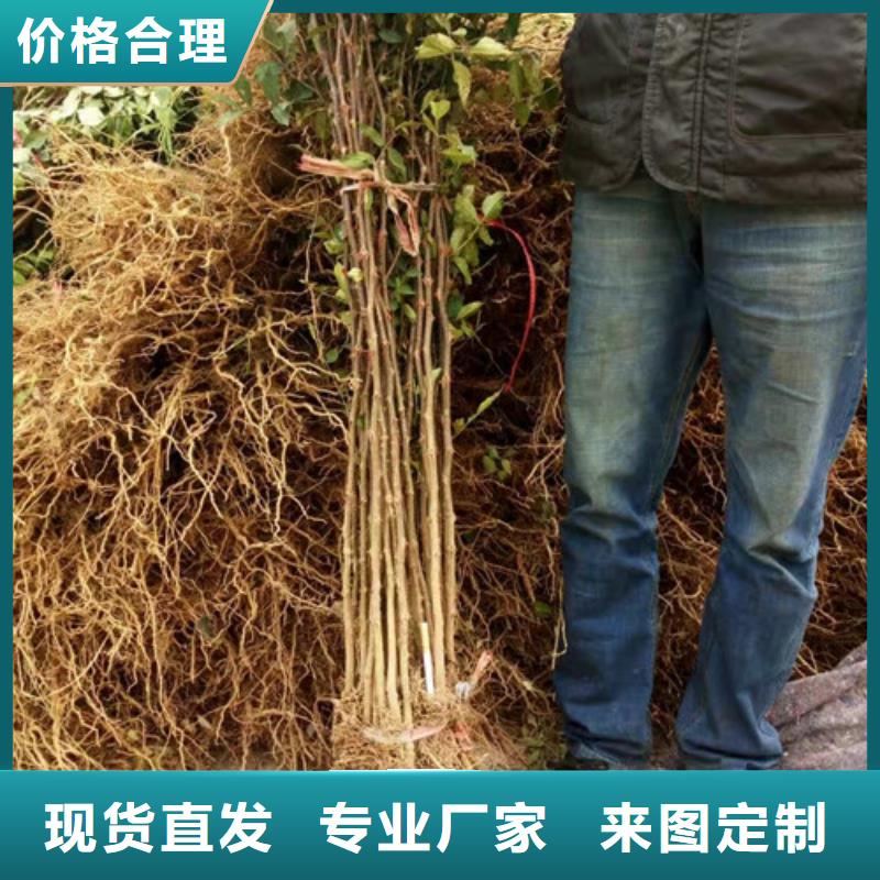 【花椒苗】-核桃苗质检严格放心品质-服务区域包括屏南|寿宁|福州|漳州|厦门|龙岩|莆田|泉州|南平等-产品视频