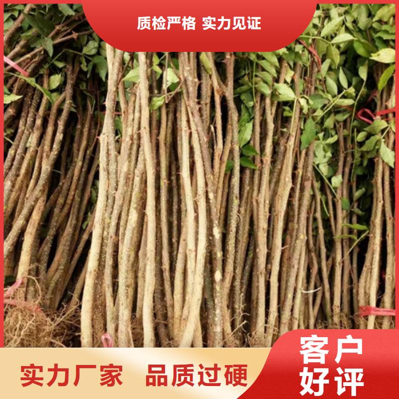 【花椒苗】-核桃苗质检严格放心品质-服务区域包括屏南|寿宁|福州|漳州|厦门|龙岩|莆田|泉州|南平等-产品视频
