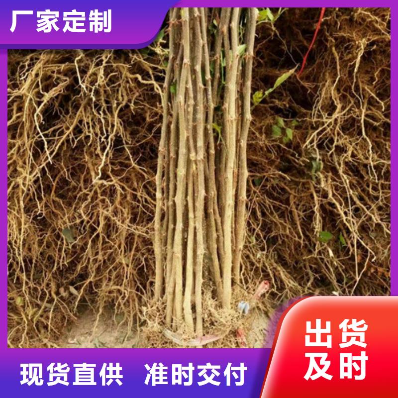 花椒苗-山楂苗品质保障售后无忧