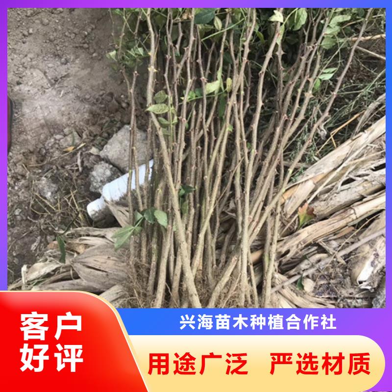 花椒苗-山楂苗品质保障售后无忧