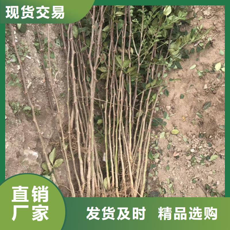 花椒苗-山楂苗品质保障售后无忧