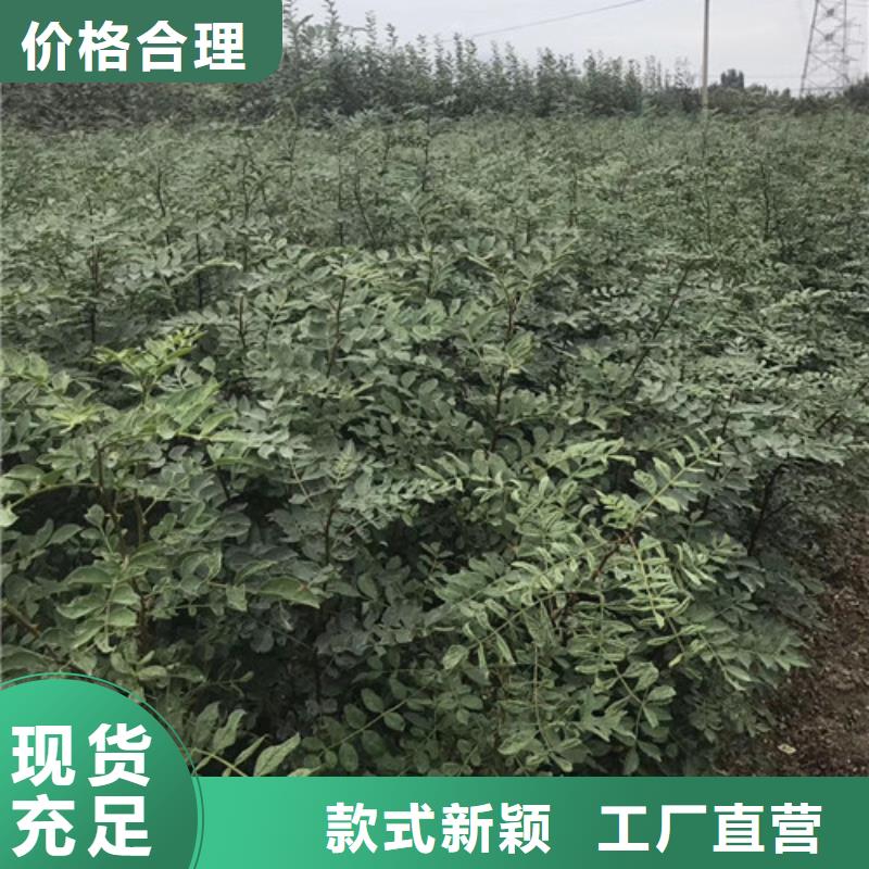 【花椒苗】-核桃苗质检严格放心品质-服务区域包括屏南|寿宁|福州|漳州|厦门|龙岩|莆田|泉州|南平等-产品视频