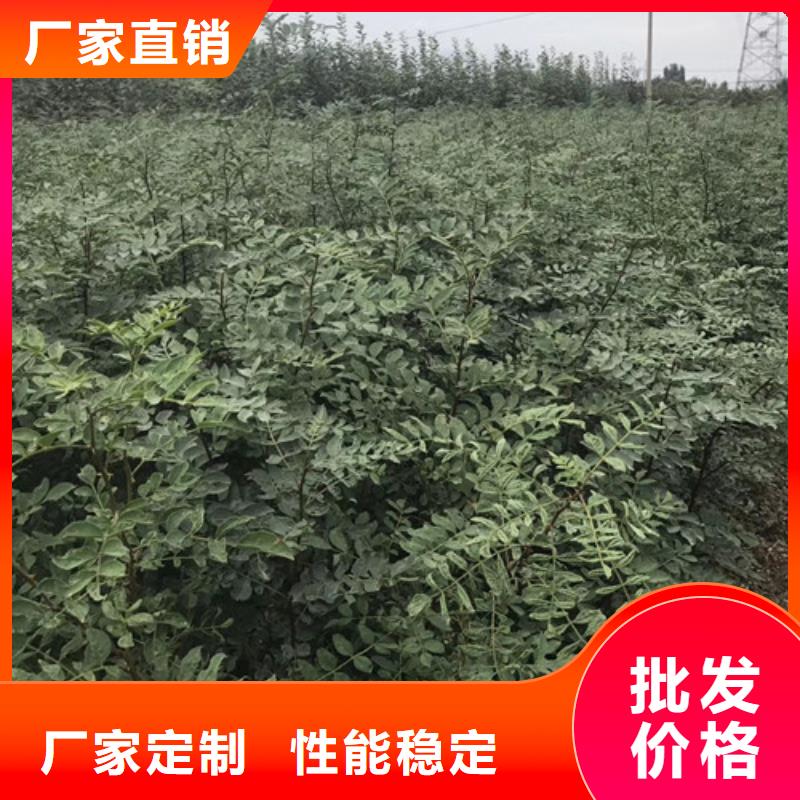 花椒苗-山楂苗品质保障售后无忧