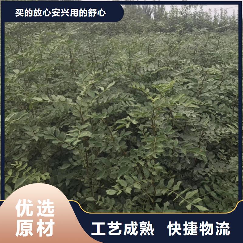 【花椒苗】-核桃苗质检严格放心品质-服务区域包括屏南|寿宁|福州|漳州|厦门|龙岩|莆田|泉州|南平等-产品视频