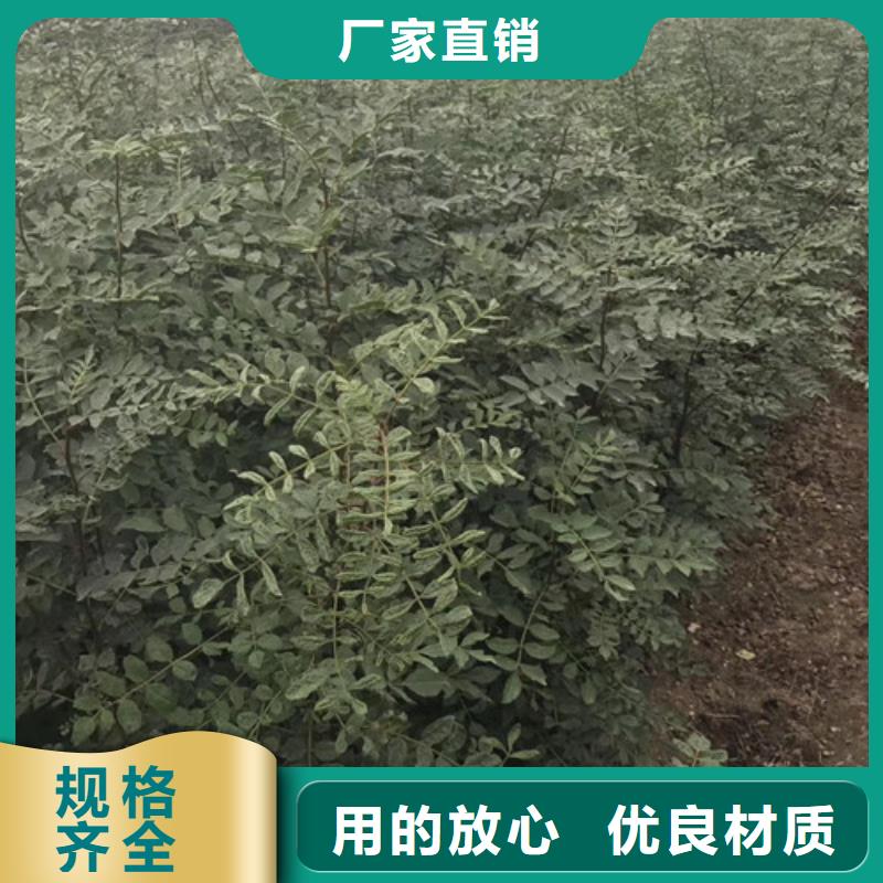 花椒苗-山楂苗品质保障售后无忧