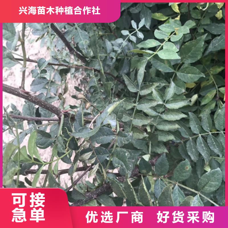 【花椒苗】-核桃苗质检严格放心品质-服务区域包括屏南|寿宁|福州|漳州|厦门|龙岩|莆田|泉州|南平等-产品视频