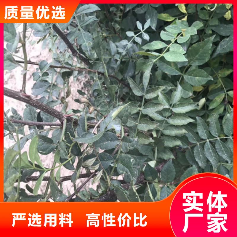 花椒苗-山楂苗品质保障售后无忧