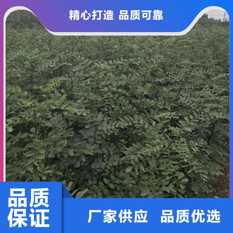 花椒苗-山楂苗品质保障售后无忧