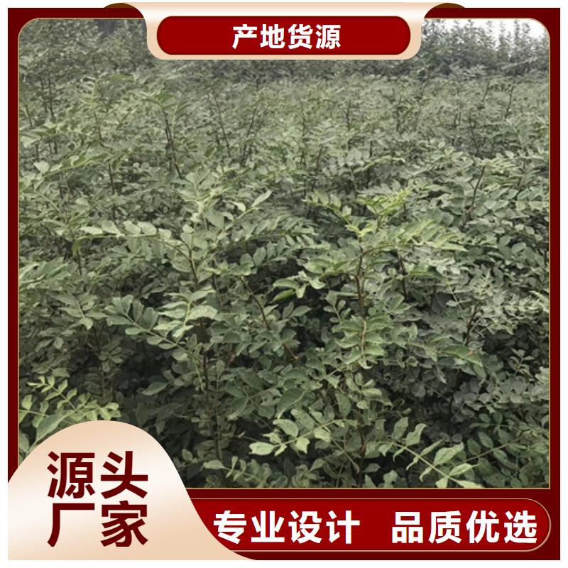 花椒苗-山楂苗品质保障售后无忧