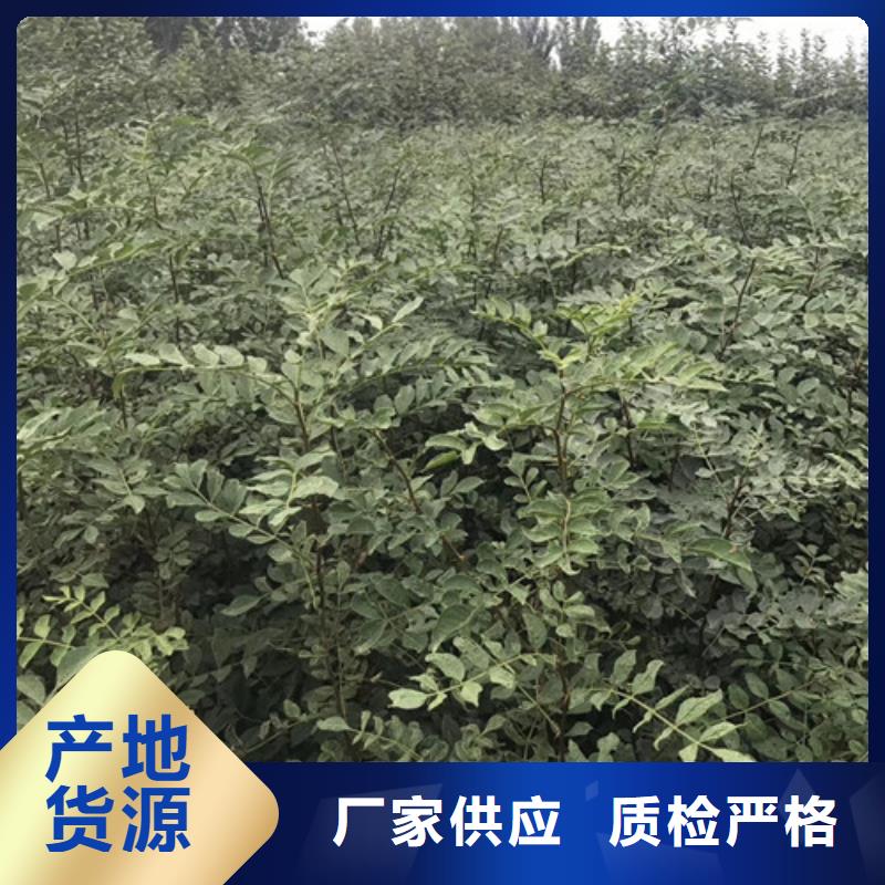 花椒苗-山楂苗品质保障售后无忧