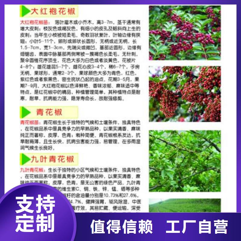 花椒苗蓝莓苗种类丰富