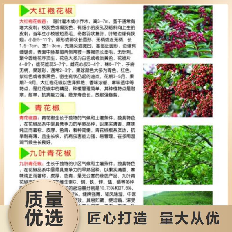 【花椒苗】-核桃苗质检严格放心品质-服务区域包括屏南|寿宁|福州|漳州|厦门|龙岩|莆田|泉州|南平等-产品视频