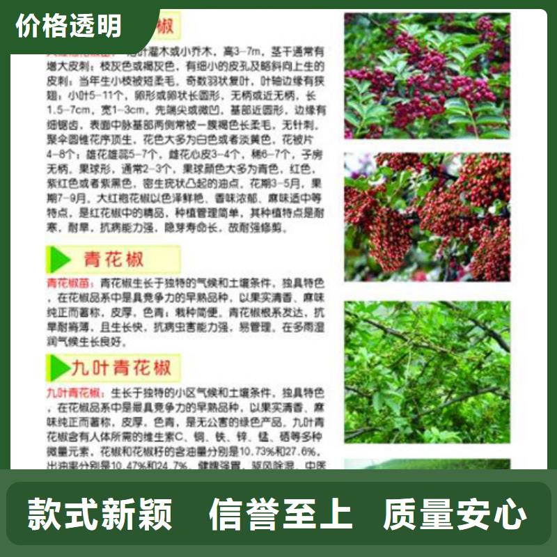 花椒苗-山楂苗品质保障售后无忧