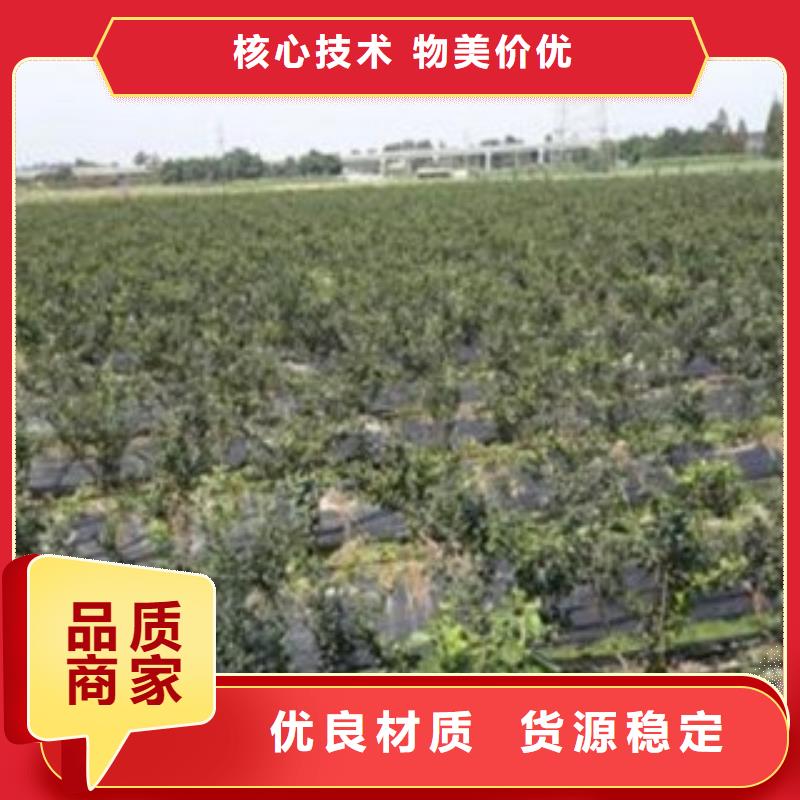 【蓝莓苗】_桃树苗物流配送-兴海苗木种植社(来宾市分公司)