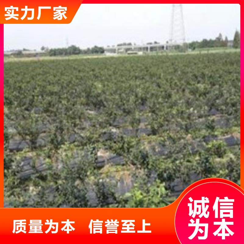 《兴海》【 蓝莓苗 花椒苗有实力有经验】kkfgg.com
