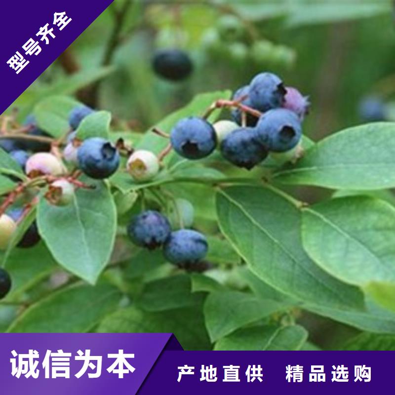 蓝莓苗板栗苗实力才是硬道理