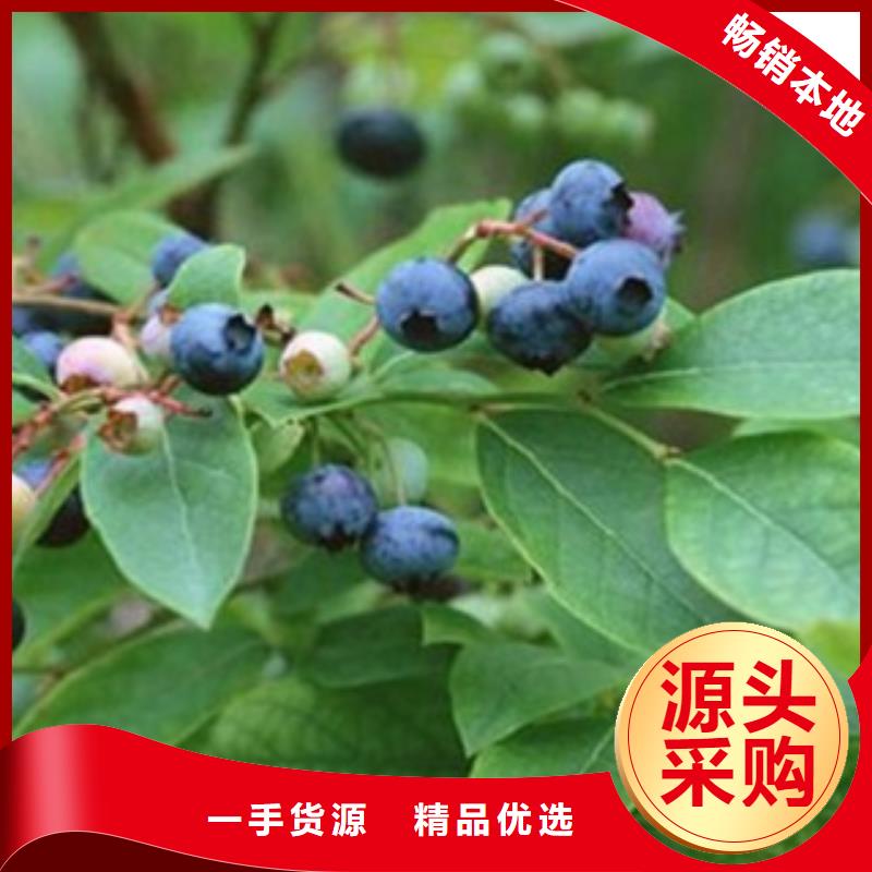 【蓝莓苗】_桃树苗物流配送-兴海苗木种植社(来宾市分公司)
