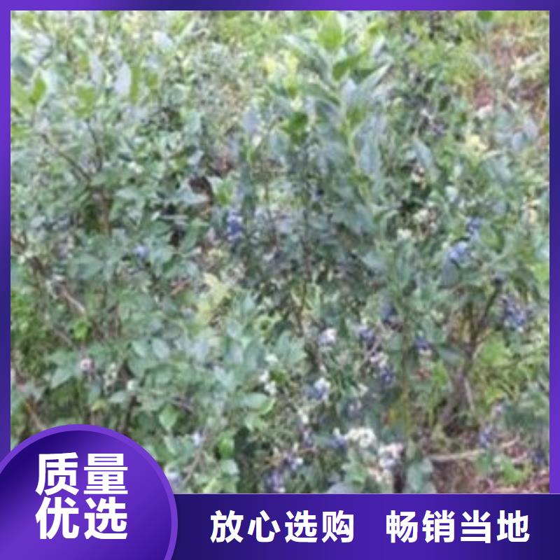 【蓝莓苗】_桃树苗物流配送-兴海苗木种植社(来宾市分公司)