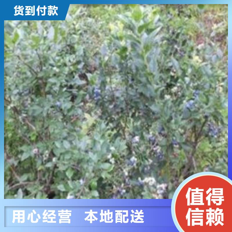 《兴海》【 蓝莓苗 花椒苗有实力有经验】kkfgg.com
