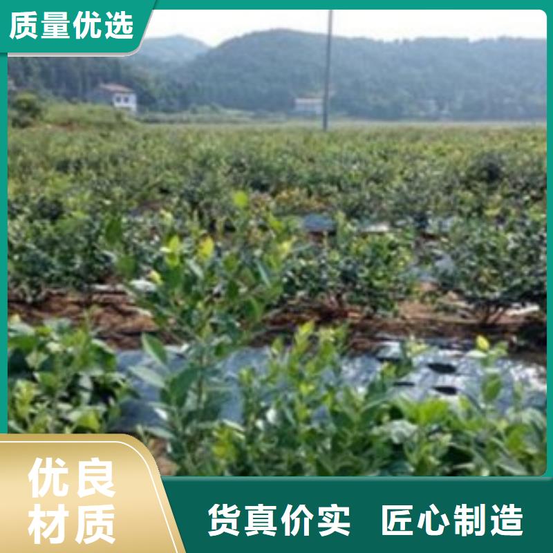 【蓝莓苗】_桃树苗物流配送-兴海苗木种植社(来宾市分公司)