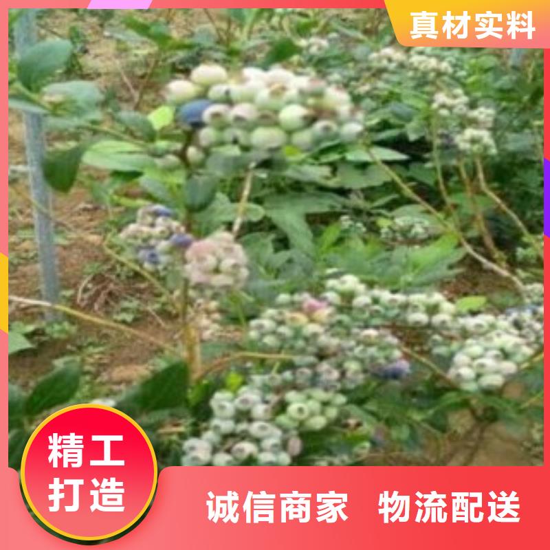 蓝莓苗板栗苗适用场景