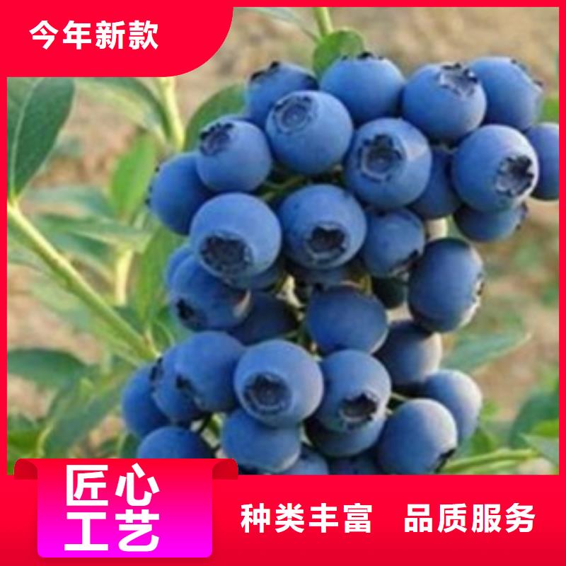 《兴海》【 蓝莓苗 花椒苗有实力有经验】kkfgg.com