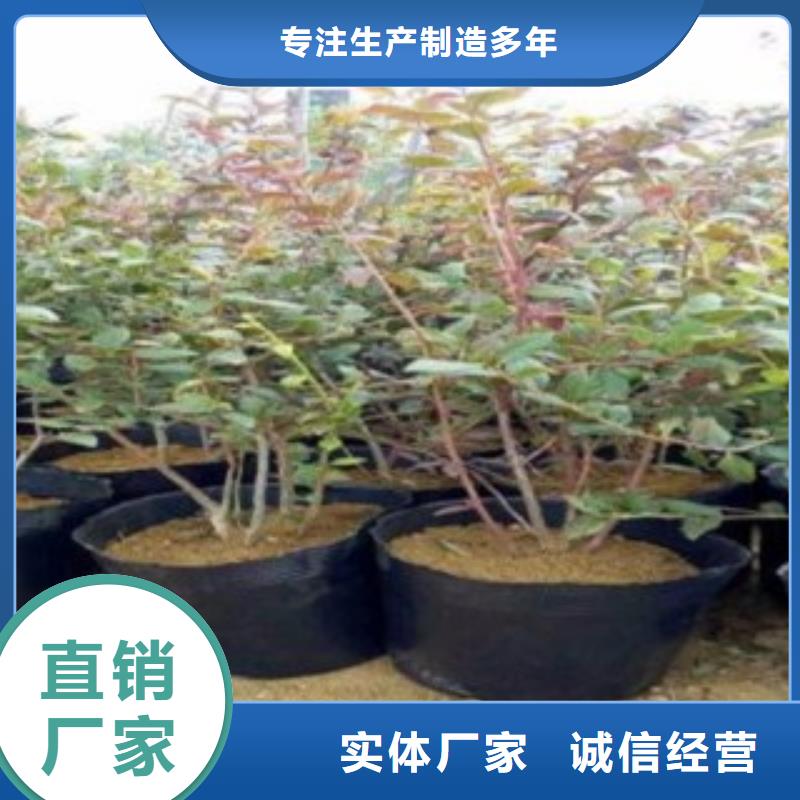 【蓝莓苗】_桃树苗物流配送-兴海苗木种植社(来宾市分公司)