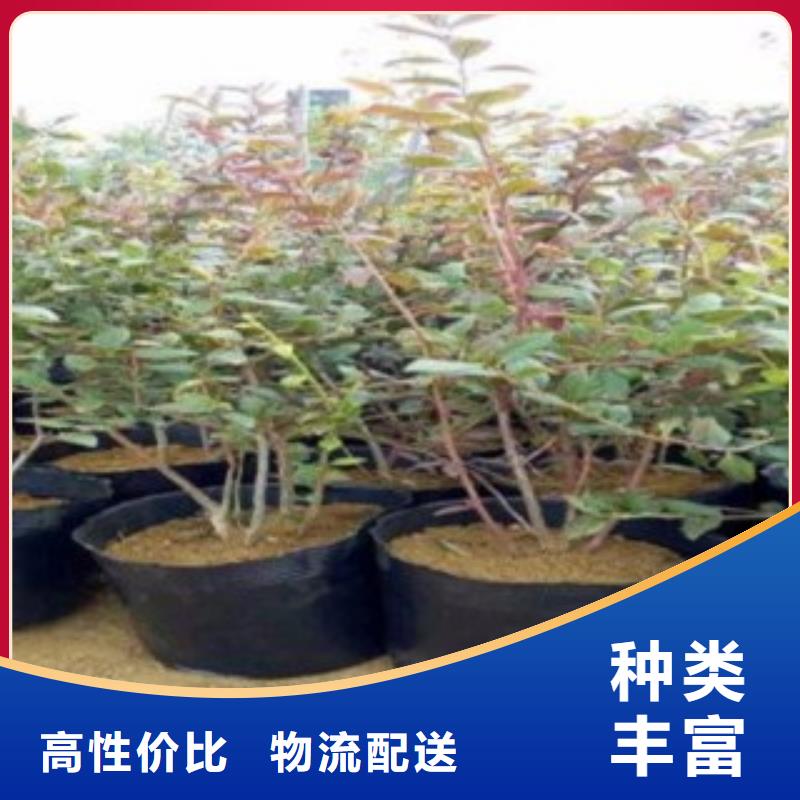 《兴海》【 蓝莓苗 花椒苗有实力有经验】kkfgg.com