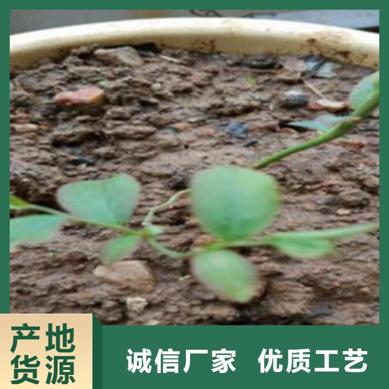 蓝莓苗板栗苗支持批发零售