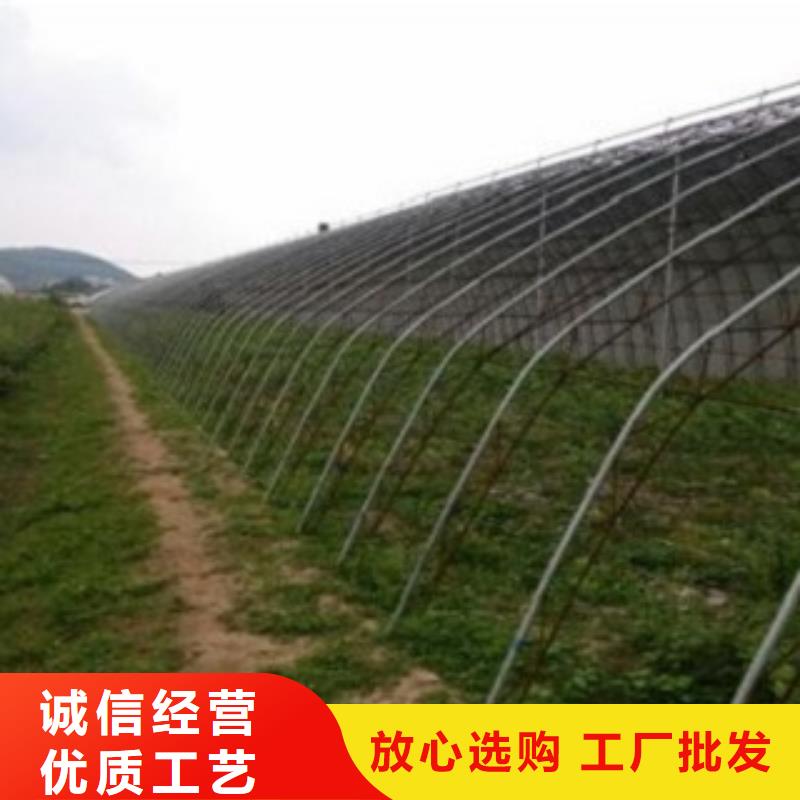 蓝莓苗_梨树苗保障