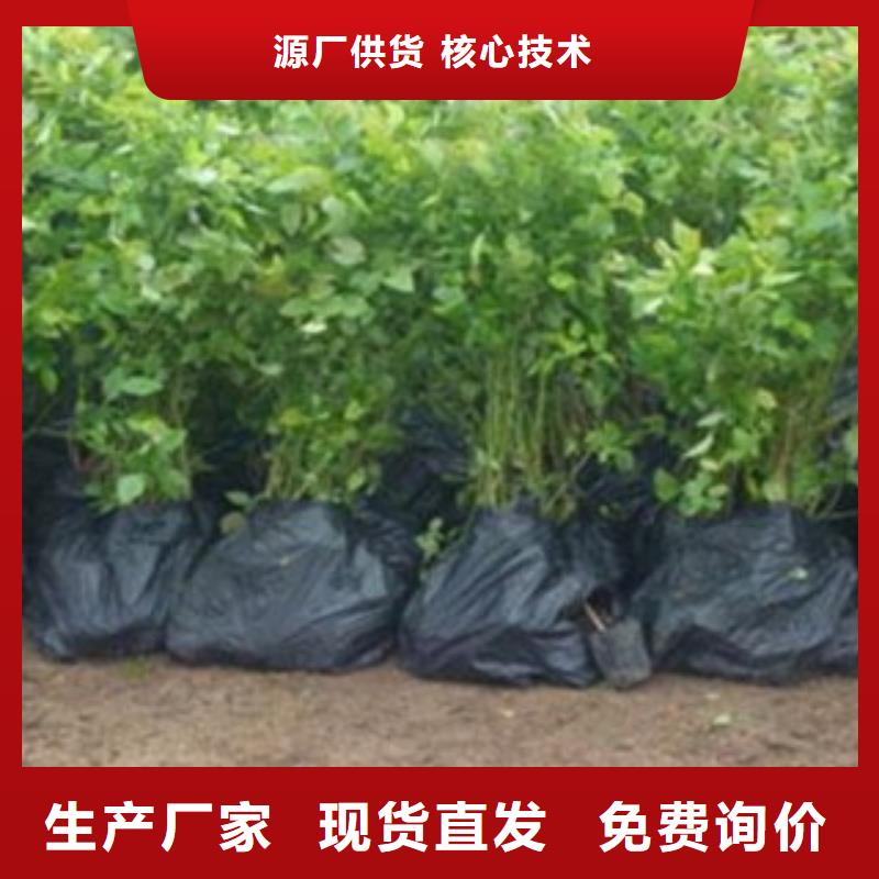 《兴海》【 蓝莓苗 花椒苗有实力有经验】kkfgg.com