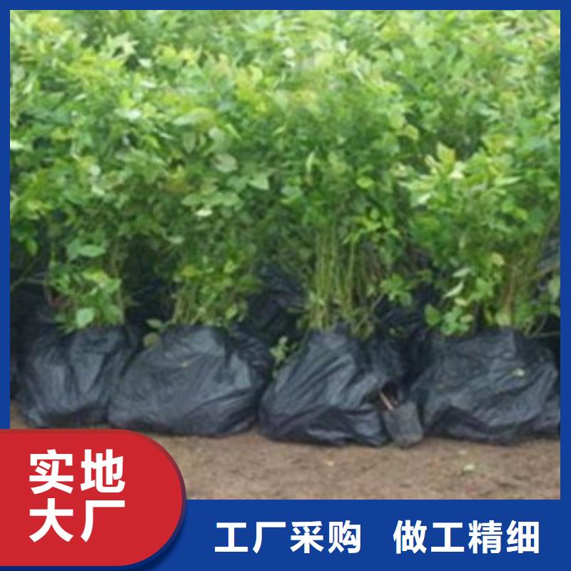 蓝莓苗板栗苗适用场景