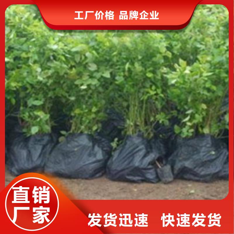 蓝莓苗板栗苗实力才是硬道理