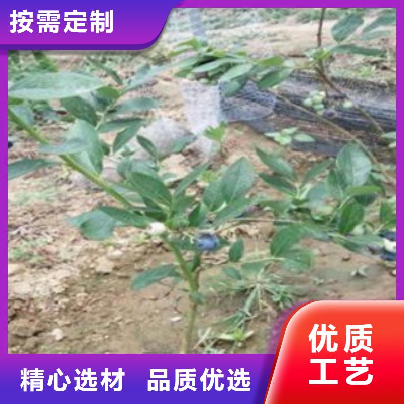 【蓝莓苗】_桃树苗物流配送-兴海苗木种植社(来宾市分公司)