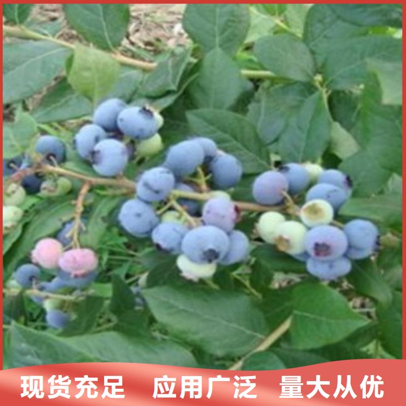 《兴海》【 蓝莓苗 花椒苗有实力有经验】kkfgg.com