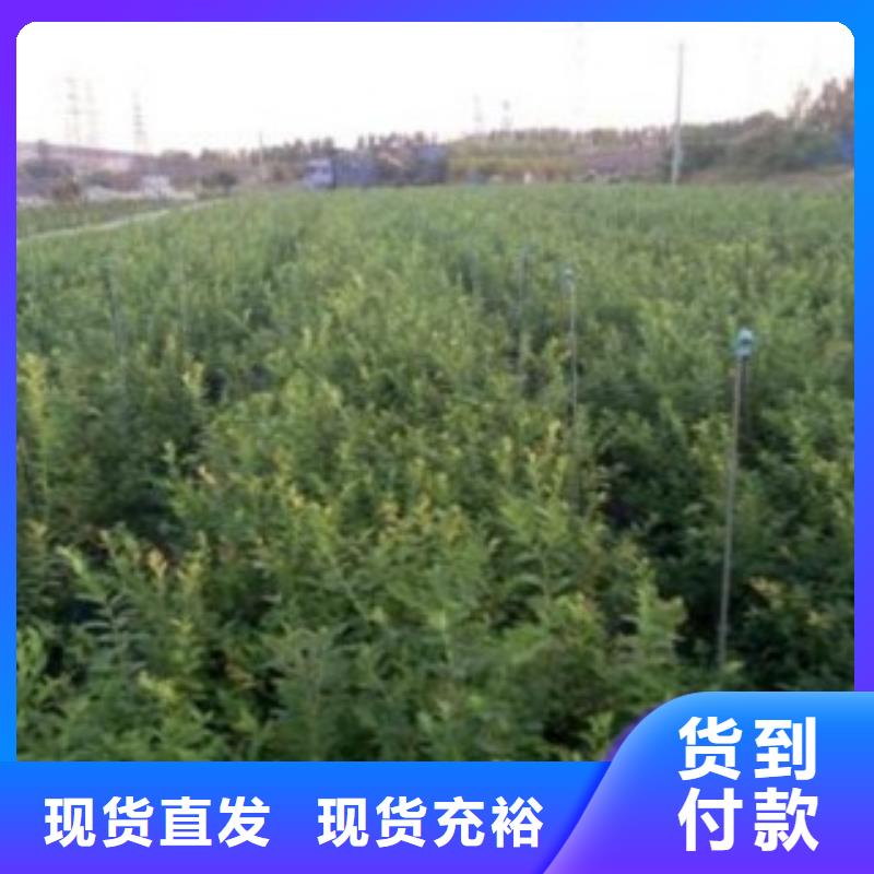 蓝莓苗梨树苗性能稳定