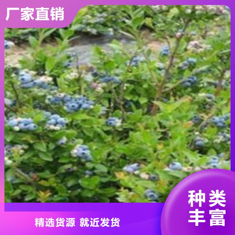 蓝莓苗板栗苗适用场景