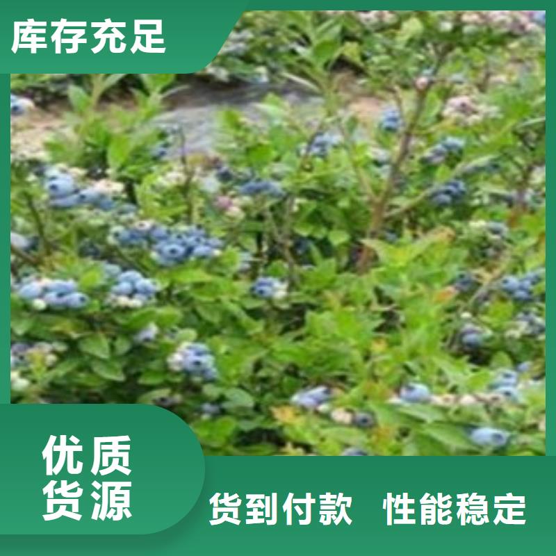 《兴海》【 蓝莓苗 花椒苗有实力有经验】kkfgg.com