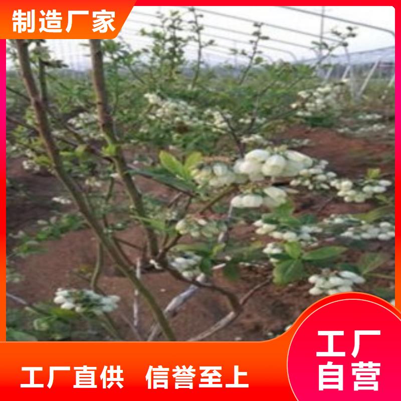 蓝莓苗_梨树苗保障