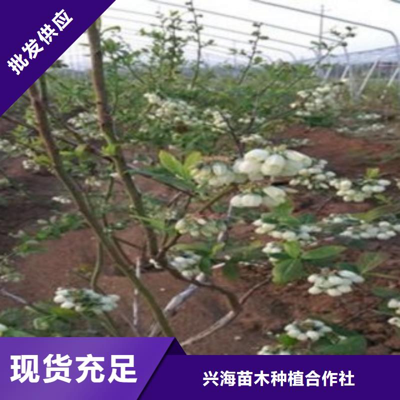 《兴海》【 蓝莓苗 花椒苗有实力有经验】kkfgg.com