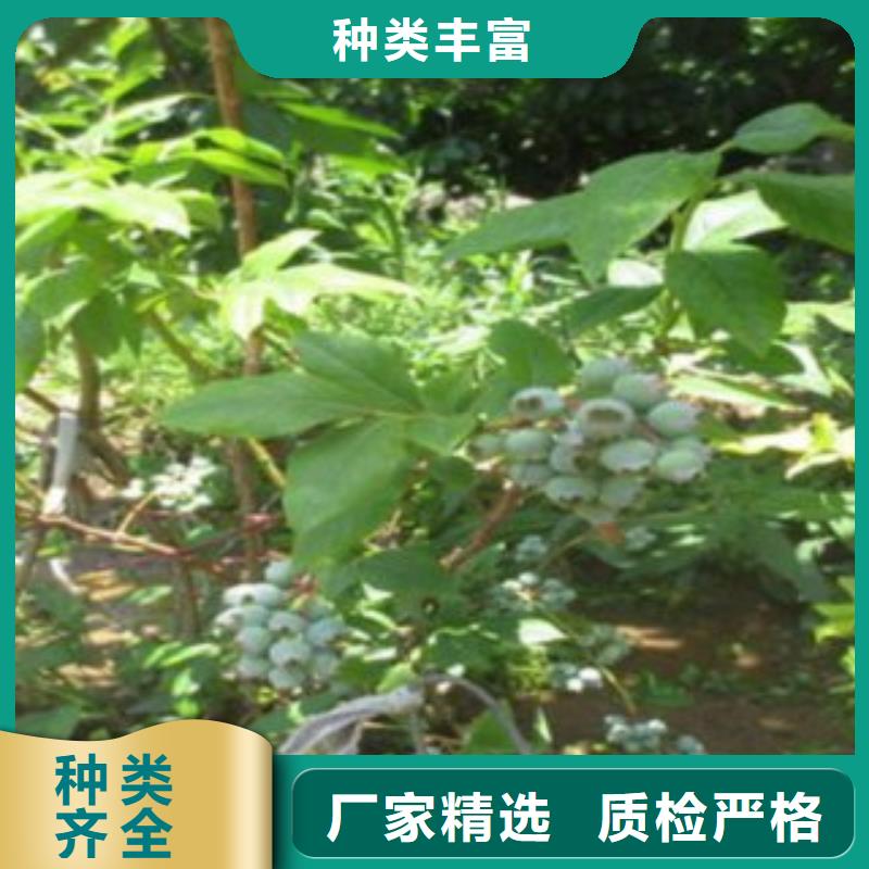 【蓝莓苗】_桃树苗物流配送-兴海苗木种植社(来宾市分公司)