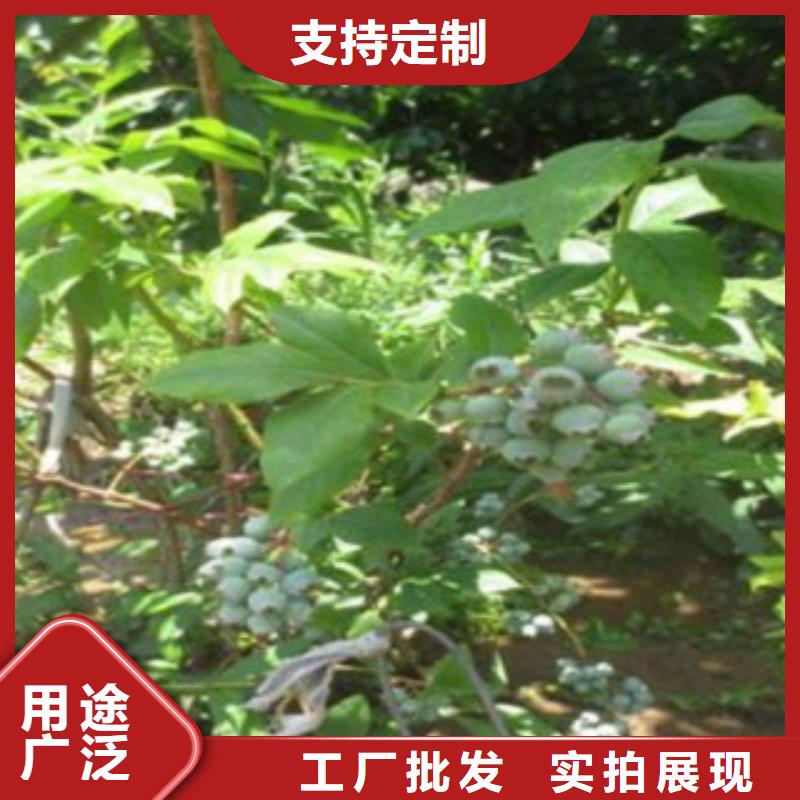 蓝莓苗_梨树苗保障
