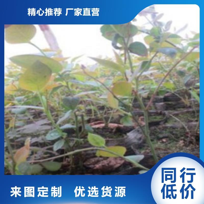 蓝莓苗梨树苗性能稳定
