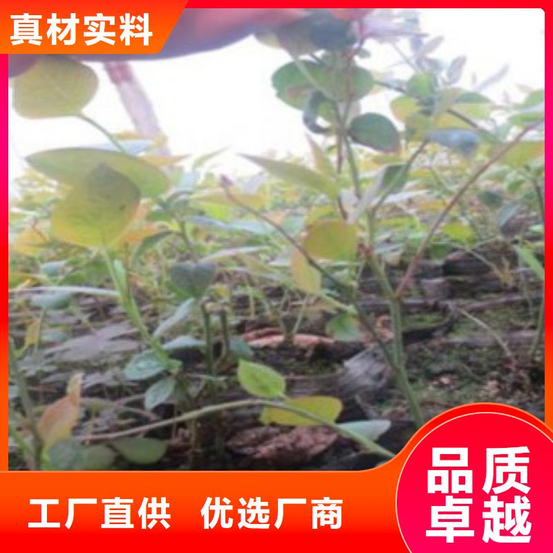 蓝莓苗梨树苗物流配货上门