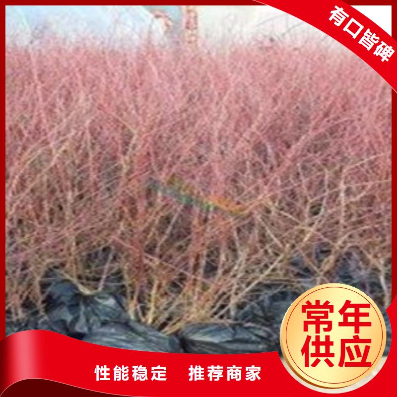 蓝莓苗梨树苗性能稳定