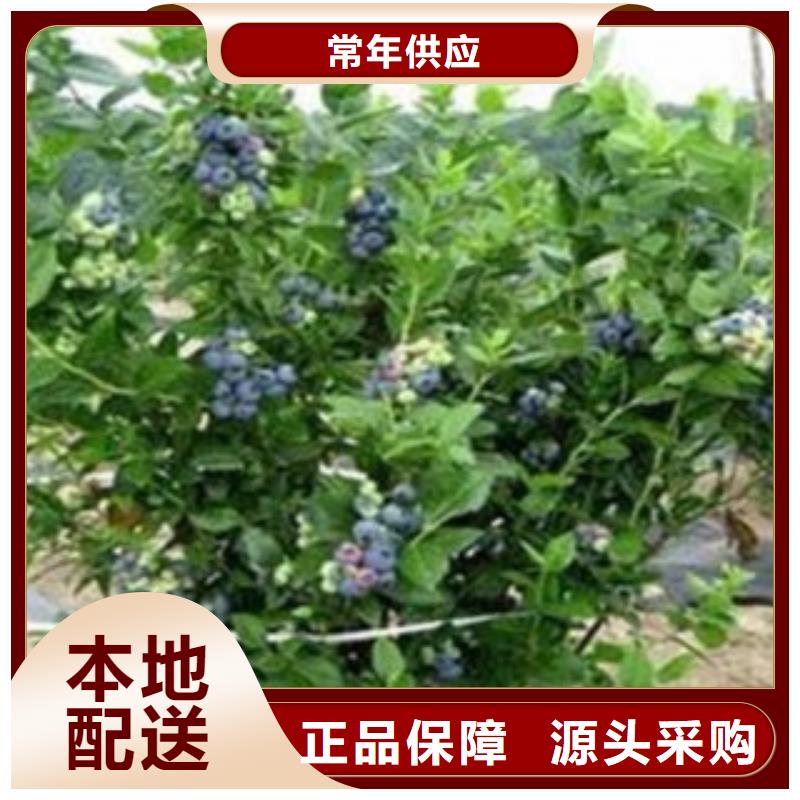 《兴海》【 蓝莓苗 花椒苗有实力有经验】kkfgg.com